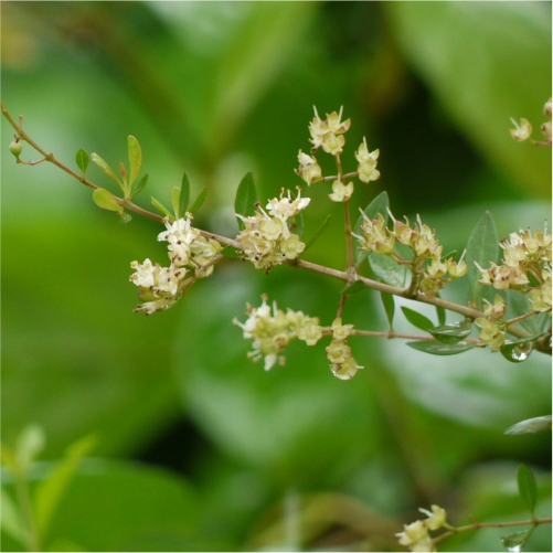 Sinamomo, Lawsonia inermis, HENNA: Philippine Medicinal Herbs / Alternative  Medicine